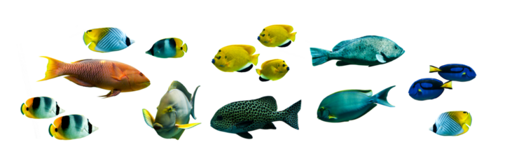 Collection set of colorful tropical fishes isolated on transparent panoramic background, fish header, png web banner