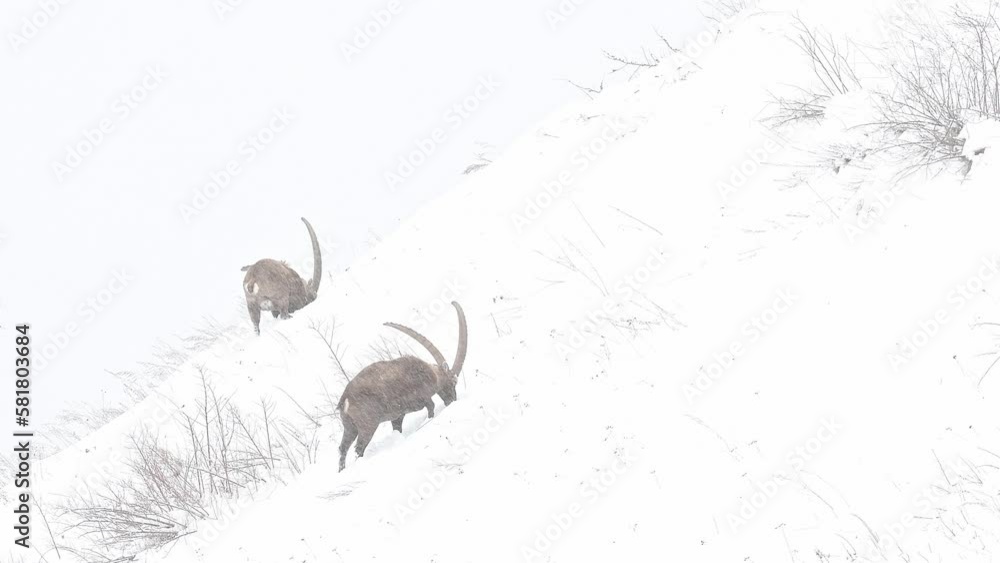 Wall mural two alpine ibexes under snowfall (capra ibex)