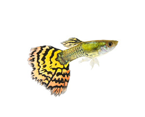 guppy fish on transparent png.