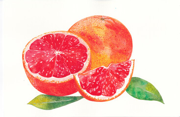 Grapefruit in a group of ripe whole fruits and a cut half and a slice with a green leaf, watercolor illustration on a white background separately, freehand drawing.