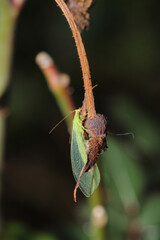 green chrysopa insect macro photo