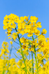 Fototapeta premium Beautiful rape flowers bloom in spring