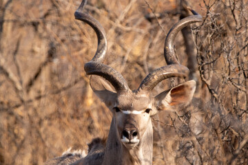 Kudu bull  in the bush