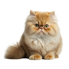 Fototapeta premium white cat isolated on white