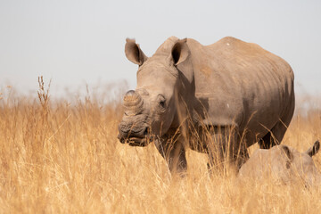 Dehorned Rhinoceros in Rietvlei Nature Reserve
