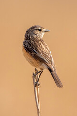 Sabota Lark on a branch in Rietvlei Nature Reserve