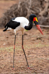 Saddle-billed stork in Kruger National Park