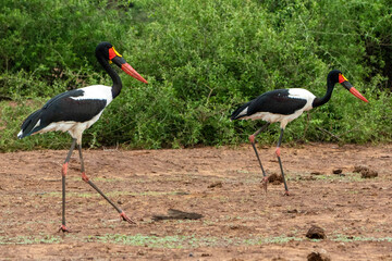 Saddle-billed stork in Kruger National Park