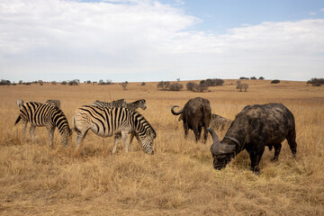 Fototapeta na wymiar Zebra and Buffalo in Rietvlei Nature Reserve