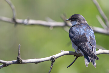 White-throated swallow in Rietvlei Nature reserve - obrazy, fototapety, plakaty