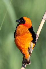 Southern Red Bishop at Rietvlei Nature Reserve  