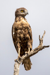 Brown Snake Eagle in Kruger National Park