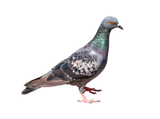 full body of standing pigeon bird isolate on transparent background, PNG file.