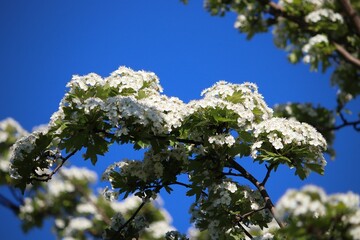 Spring in Poland - hawthorn blossoms