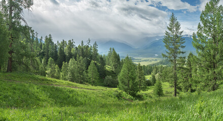 Fototapeta na wymiar Mountain landscape, summer greenery, summer morning, the greenery of forests and meadows