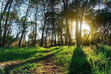 forest floor woodland with pathway light sunshine and shadows