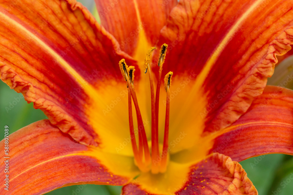 Wall mural close up of orange lily