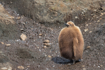 king penguin chick on the beach © Johannes Jensås