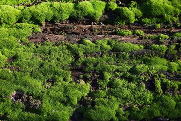 Fototapeta na wymiar Natural background - green moss