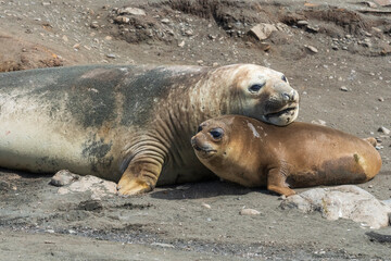 Fototapeta premium Elefant seals on the beach