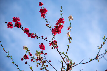 青空と鮮やかなピンクの桜の花