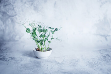 Pea sprouts in a round white bowl. Concept of home gardening and growing greenery.