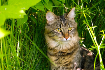 Naklejka na ściany i meble Funny little cat walking outdoors on green grass. Beautiful Tabby Striped Cat With Yellow Eyes Outside. Little grey kitten in the yard. The cat is sitting in green grass. Walk with a pet summer heat.