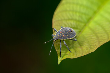 Dolycoris baccarum Linnaeus,  sloe bug