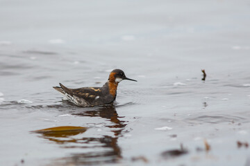 Red-necked Phalarope (Phalaropus lobatus) wild bird in Iceland amazing nature, close up view