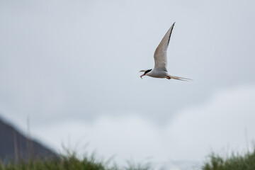 Arctic Tern in Iceland during fly, amazing fast bird,close up detail view, wildlife shooting in Iceland, travel photo tip, traveling over the world, Akranes 