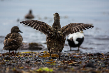 Wild duck in Icelandic nature