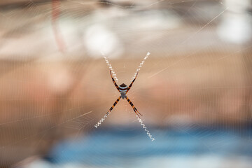 spider on a web