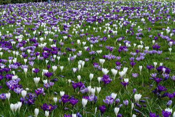 A beautiful carpet of purple and white crocuses growing on green lawn in spring time in England