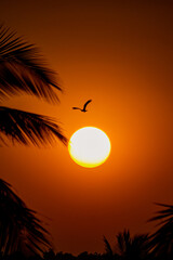 sunset with palm tree