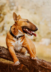 A beautiful cute ginger joyful bull terrier is sitting on the root of a tree in the park on a sunny day. Walking with a dog in nature.