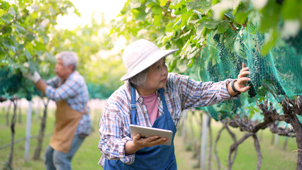 Asian senior woman farmers use tablets to check the quality of organic grapes for making wine before harvest. Farm organic fresh harvested grapes and Agriculture industry with technology concept.