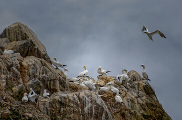 Gannets isle
