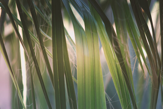 Palm tree frond leaves branch in deep green tropical foliage pattern. Exotic and fresh lush vivid leaf that hangs in jungle in summer landscape. Evergreen plant isolated. Palm Sunday concept wallpaper