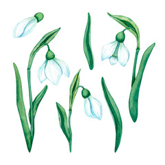 Set of watercolor blooming snowdrops, delicate blue flowers and green stems and leaves on a white background. Hand-drawn spring flowers.