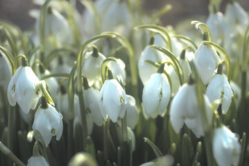 Przebiśniegi, śnieżyce - kwiaty zwiastujące wiosnę, dużo białych kwiatów