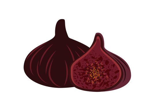 Whole fig and piece in burgundy color,cut half with juicy pulp with seeds.Fif Jam fruit.Exotic tropical purple fruits in retro style.Colored hand-drawn vector illustration isolated on white background