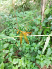 Dragonfly animal photo Insects that perch on the stalks of plants, taken at close range