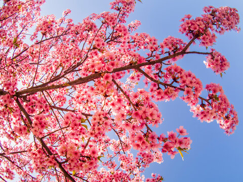 満開の桜の花と青空