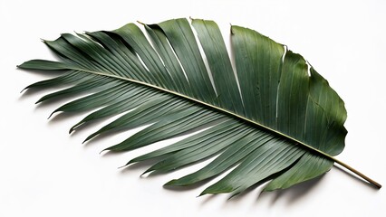 Green Palm Leave on white background