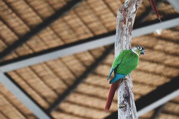 Green-cheeked conure on a tree branch