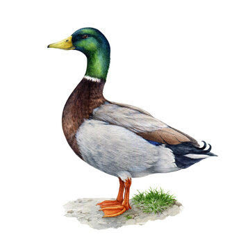 Duck bird standing on the ground. Watercolor illustration. Hand drawn realistic waterfowl. Mallard duck wildlife avian on the pebble ground. Beautiful wild river, lake, pond animal.