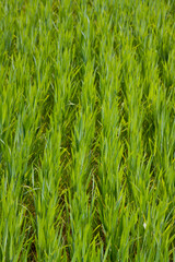 Green grass texture can be used as background.
