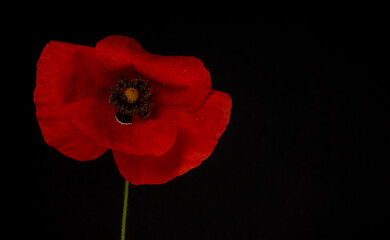 red poppy flower