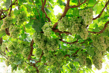 Ripe grapes in fall