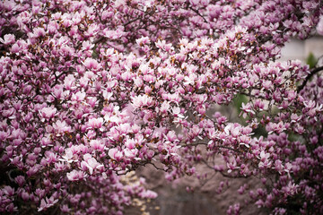 pink magnolia flowers